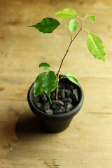 Weeping fig in a black flowerpot