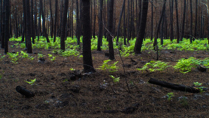 Balade dans une forêt de pins calcinée en Gironde, après le passage des incendies de l'été 2022, à proximité de Belin-Beliet