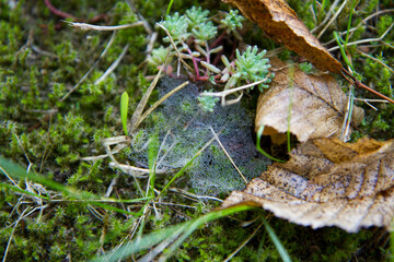Spider web among grass in a meadow