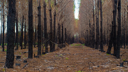 Balade dans une forêt de pins calcinée en Gironde, après le passage des incendies de l'été...
