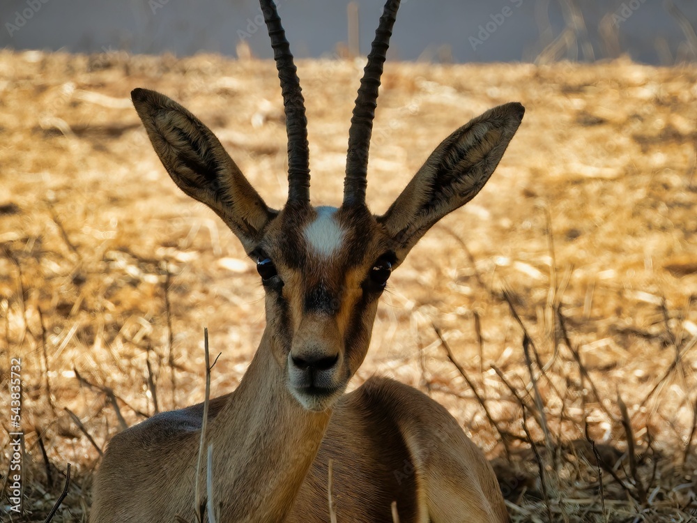 Sticker Cute African gazelle with long horns looking at the camera in a zoo in sunny weather