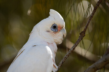 Close up view of a white parrot