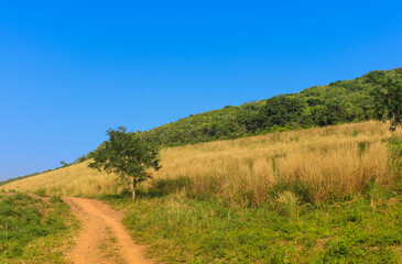 One tree and Yellow desho field with background is sky and mountain