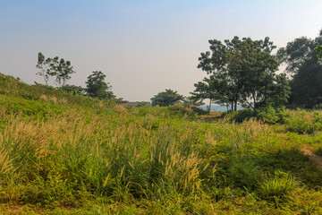 Yellow desho and green field with background is sky and tree