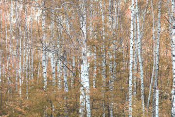 Fototapeta premium Beautiful birch trees in autumn