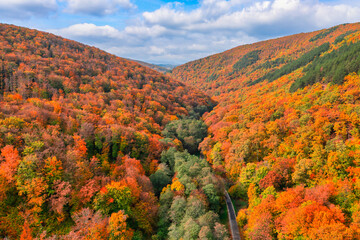 Aerial view of forest and road in autumn with colorful trees. Drone photography. Amazing nature landscape dreamy top aerial view. Mountain forest natural vivid colors. Aerial colorful fall foliage