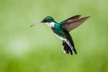 COLIBRI VOLANDO © nadia