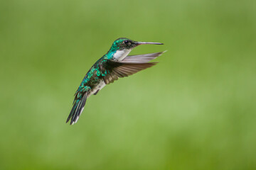 Fototapeta premium COLIBRI VOLANDO