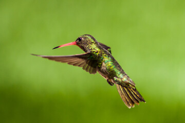 COLIBRI VOLANDO