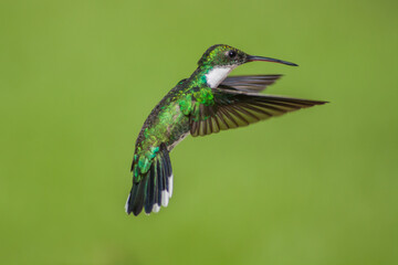 COLIBRI VOLANDO © nadia