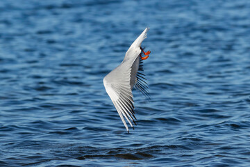 diving seagull