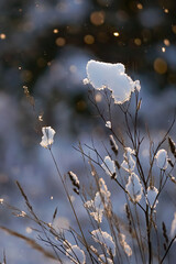 Morning snow on thin dry grass stalks and bush branches on a blurred background