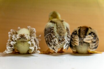 Cute baby quails standing backwards.