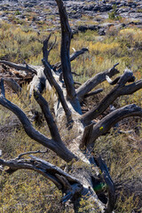 Dead tree at Craters of the moon National Park. Idaho. USA.