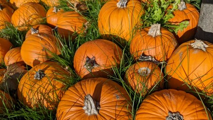 orange pumpkins in green grass