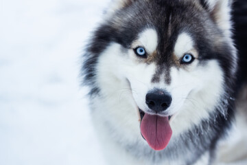 Portrait of a joyful husky dog with his tongue hanging out against the background of white snow © Tetiana_Chykalova