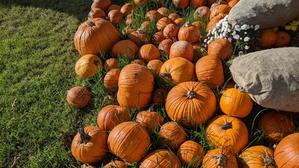 orange pumpkins on green grass with sacks