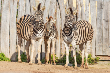 Fototapeta na wymiar Black and white striped animal Zebra - Equus.