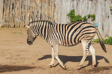 Fototapeta na wymiar Black and white striped animal Zebra - Equus.
