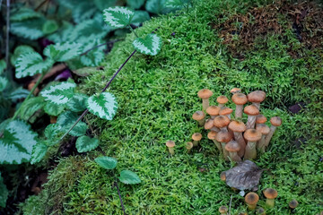 Small beautiful mushrooms grow on green moss