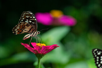 Fototapeta na wymiar a lime butterfly papilio drink nectar from a pink zinnia flower at the garden with bokeh background