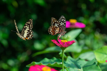 a lime butterfly papilio drink nectar from a pink zinnia flower at the garden with bokeh background