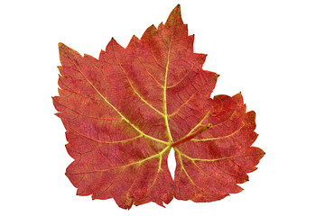 Dry autumn grape on white