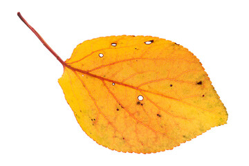 Dry autumn leaf on white
