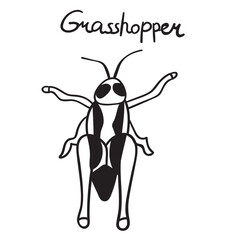 Grasshopper. Insect. Outline vector illustration.