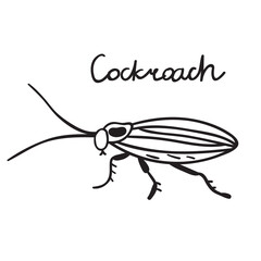 Cockroach. Outline icon. Insect. Hand drawn vector design on white background.