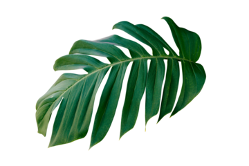 tropical leaf isolated on transparent background for design element