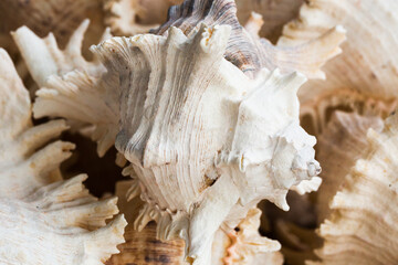 Fototapeta premium Detail shot of white sea shells with texture