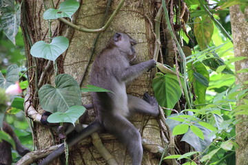 Long tailed macaque on a tree