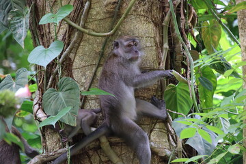 Long tailed macaque on a tree