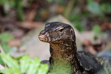 Malayan Water Monitor in a park