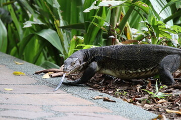 Malayan Water Monitor in a park