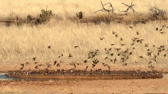 Spectacular flock of birds flying over a waterhole, in Kgalagadi Transfrontier Park, South Africa