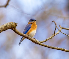 Fototapeta premium Eastern bluebird