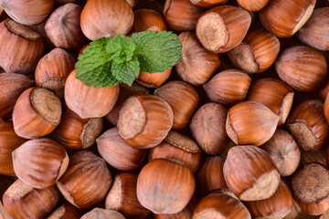 Hazelnut. Fresh organic filbert. Nuts macro. Food background.
