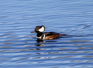 Obraz premium Hooded merganser