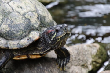 Fototapeta na wymiar Red eared slider in a park