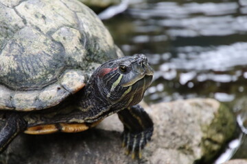 Red eared slider in a park