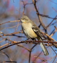 Mockingbird