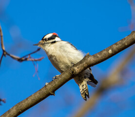Woodpecker