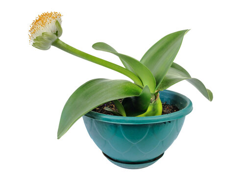 Paintbrush or Haemanthus albiflos flowering plant growing in pot