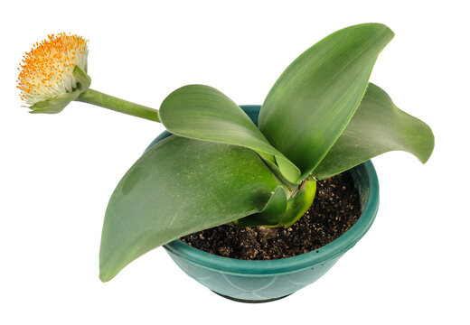 Paintbrush or Haemanthus albiflos flowering plant growing in pot