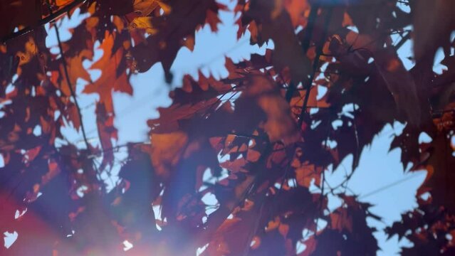 Sunbeams On Autumn Leaves On Tree