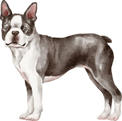 Boston terrier dog illustration