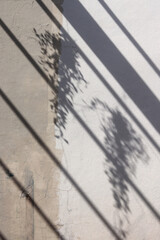 The blurry shadows of Dave trees fall on the concrete wall backdrop.