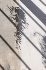The blurry shadows of Dave trees fall on the concrete wall backdrop.